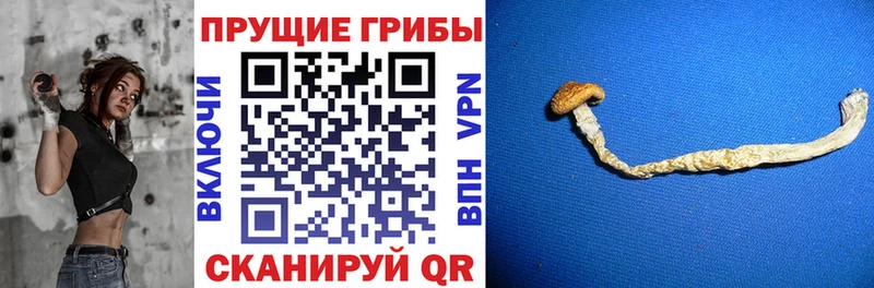 Галлюциногенные грибы MAGIC MUSHROOMS  Западная Двина 